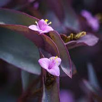Tradescantia Pallida Blumensamen zur Aussaat – farbenfroh Schau – Traditionssorte & ohne Gentechnik Samen Hausgarten