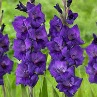 tief Lila Gladiole Samen Blumensamen zur Aussaat Bestäuber freundlich Traditionssorte & ohne Gentechnik Samen Hausgarten