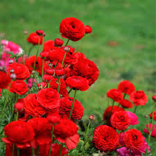 Rot Ranunculus Blumensamen zur Aussaat ideal Rabatten Traditionssorte & ohne Gentechnik Samen Hausgarten