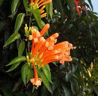 Pyrostegia venusta Samen Kletterpflanze