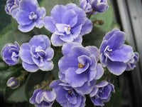 Veilchen Rot Blau Blumensamen zur Aussaat – hochwertige Qualitäts- – Traditionssorte & ohne Gentechnik Samen Hausgarten