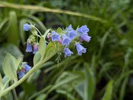 Mertensia Maritima Blumensamen zur Aussaat – ideal Rabatten – Traditionssorte & ohne Gentechnik Samen Hausgarten