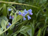 Mertensia Maritima Blumensamen zur Aussaat – ideal Rabatten – Traditionssorte & ohne Gentechnik Samen Hausgarten