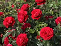 Bordeaux Rose Blumensamen zur Aussaat pflegeleicht Traditionssorte & ohne Gentechnik Samen Hausgarten