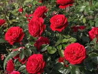 Bordeaux Rose Blumensamen zur Aussaat pflegeleicht Traditionssorte & ohne Gentechnik Samen Hausgarten