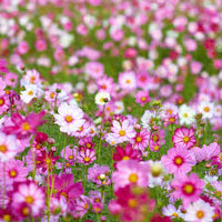Cosmos Sensation Blumensamen zur Aussaat – hochwertige Qualitäts- – Traditionssorte & ohne Gentechnik Samen Hausgarten