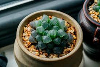 Haworthia Blumensamen zur Aussaat – hochwertige Qualitäts- – Traditionssorte & ohne Gentechnik Samen Hausgarten