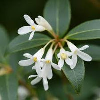 Traditionssorte Osmanthus Blumensamen zur Aussaat Landhaus Garten wichtig Traditionssorte & ohne Gentechnik Samen Hausgarten