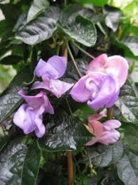 Vigna Caracalla Blumensamen zur Aussaat – Landhaus Garten wichtig – Traditionssorte & ohne Gentechnik Samen Hausgarten