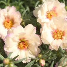 Creme Portulaca Blumensamen zur Aussaat – kompakt Wuchs – Traditionssorte & ohne Gentechnik Samen Hausgarten
