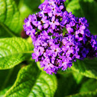 Heliotrope Blumensamen zur Aussaat – Garten beliebt – Traditionssorte & ohne Gentechnik Samen Hausgarten