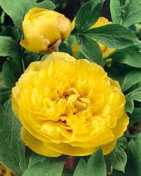 Gelb Pfingstrose Blumensamen zur Aussaat – leuchtend Blüten – Traditionssorte & ohne Gentechnik Samen Hausgarten