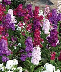 Mischung Levkoje Incana Blumensamen zur Aussaat saisonal Dauerblüher Traditionssorte & ohne Gentechnik Samen Hausgarten