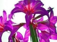 Lila Ritterstern Blumensamen zur Aussaat duftend Blüten Traditionssorte & ohne Gentechnik Samen Hausgarten