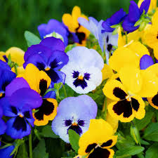 mehrfarbige Blumensamen Blumensamen zur Aussaat – leuchtend Blüten – Traditionssorte & ohne Gentechnik Samen Hausgarten