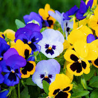 mehrfarbige Blumensamen Blumensamen zur Aussaat – leuchtend Blüten – Traditionssorte & ohne Gentechnik Samen Hausgarten