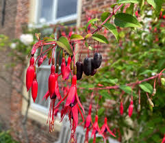Rot Violett Fuchsie Hybrida Samen zur Aussaat Landhaus Garten wichtig Traditionssorte & ohne Gentechnik Samen Hausgarten