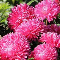 dunkel Rosa Aster Callistephus Blumensamen zur Aussaat saisonal Dauerblüher Traditionssorte & ohne Gentechnik Samen Hausgarten