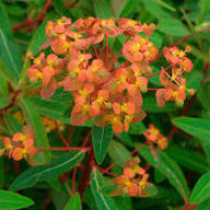 Rot Griffithii Blumensamen zur Aussaat – Wildblume Mischung – Traditionssorte & ohne Gentechnik Samen Hausgarten