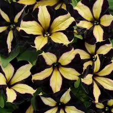 Schwarz Gelb Petunie Blumensamen zur Aussaat ideal Rabatten Traditionssorte & ohne Gentechnik Samen Hausgarten