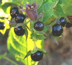 Schwarz Belladonna Blumensamen zur Aussaat – Wildblume Mischung – Traditionssorte & ohne Gentechnik Samen Hausgarten