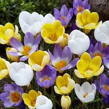 mehrfarbige Crocus Blumensamen zur Aussaat – Halbschatten verträglich – Traditionssorte & ohne Gentechnik Samen Hausgarten