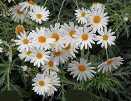 Weiß mehrjährig Blumensamen zur Aussaat – farbenfroh Schau Traditionssorte & ohne Gentechnik Samen Hausgarten