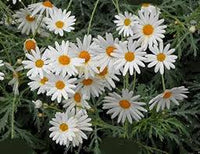Weiß mehrjährig Blumensamen zur Aussaat – farbenfroh Schau Traditionssorte & ohne Gentechnik Samen Hausgarten
