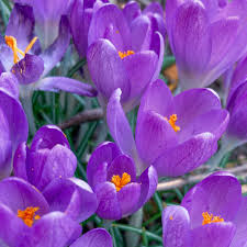 Blau Ocean crocus Blumensamen zur Aussaat – farbenfroh Schau – Traditionssorte & ohne Gentechnik Samen Hausgarten