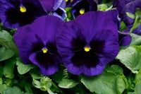 Deepblue Stiefmütterchen Blumensamen zur Aussaat – duftend Blüten – Traditionssorte & ohne Gentechnik Samen Hausgarten