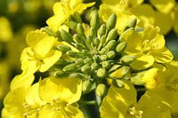 Gelb Edible Rape Blumensamen zur Aussaat – leuchtend Blüten – Traditionssorte & ohne Gentechnik Samen Hausgarten