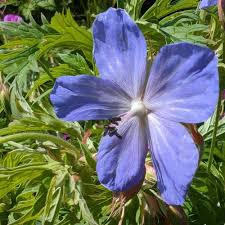 Semi di geranio viola e bianco da seminare, tolleranti alla mezz'ombra, varietà tradizionale e non OGM per il giardino domestico