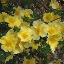 dunkel Gelb Rosa Xanthina Samen Blumensamen zur Aussaat Schnitt Blume beliebt Traditionssorte & ohne Gentechnik Samen Hausgarten