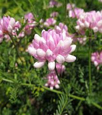 Rosa Wicke Blumensamen zur Aussaat saisonal Dauerblüher Traditionssorte & ohne Gentechnik Samen Hausgarten