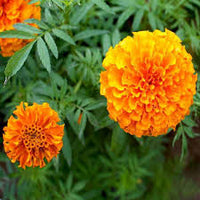 Orange Immergrün Blumensamen zur Aussaat – farbenfroh Schau – Traditionssorte & ohne Gentechnik Samen Hausgarten