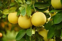 Pomelo Samen Zitrusfrucht