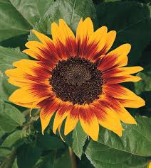 Sunflower samen for anpflanzung - gelb & braun varieties