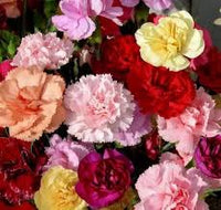 Rosa Carnations Blumensamen zur Aussaat Beginner freundlich Traditionssorte & ohne Gentechnik Samen Hausgarten