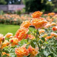 Clay Orange Rose Blumensamen zur Aussaat ideal Rabatten Traditionssorte & ohne Gentechnik Samen Hausgarten