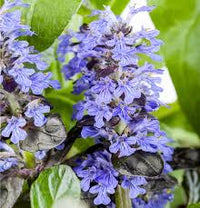 Blau Ajuga Reptans Blumensamen zur Aussaat – Halbschatten verträglich – Traditionssorte & ohne Gentechnik Samen Hausgarten