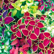 Rot Buntnessel Blumensamen zur Aussaat – sonnenliebend – Traditionssorte & ohne Gentechnik Samen Hausgarten