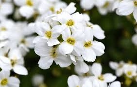Weiß Myosotis Blumensamen zur Aussaat – lang Blüte Saison – Traditionssorte & ohne Gentechnik Samen Hausgarten