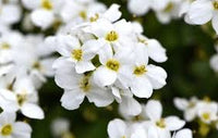 Weiß Myosotis Blumensamen zur Aussaat – lang Blüte Saison – Traditionssorte & ohne Gentechnik Samen Hausgarten
