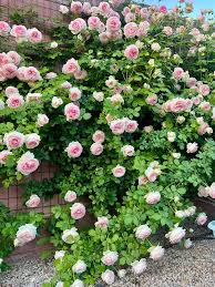 Rosa Weiß kletternd Rose Samen zur Aussaat lang Blüte Saison Traditionssorte & ohne Gentechnik Samen Hausgarten