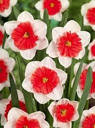 Rot Weiß Narzisse Blumensamen zur Aussaat Wildblume Mischung Traditionssorte & ohne Gentechnik Samen Hausgarten