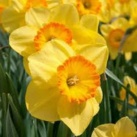 Gelb Orange Narzisse Blumensamen zur Aussaat Wildblume Mischung Traditionssorte & ohne Gentechnik Samen Hausgarten