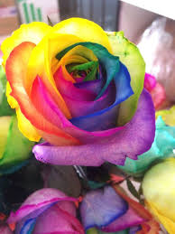 Rainbow Rose Blumensamen zur Aussaat – Anzucht Traditionssorte & ohne Gentechnik Hausgarten Samen