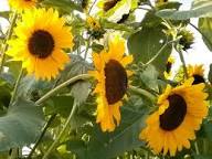 Sonnenblumen Samen Henry Wild