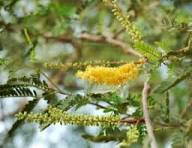 Prosopis Cineraria Baum Samen zur Aussaat – Landhaus Garten wichtig – Traditionssorte & ohne Gentechnik Samen Hausgarten
