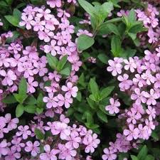 Rosa Saponaria Ocymoides Blumensamen zur Aussaat – Landhaus Garten wichtig – Traditionssorte & ohne Gentechnik Samen Hausgarten